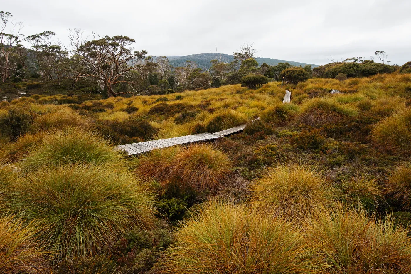 Cradle Mountain Walking Track