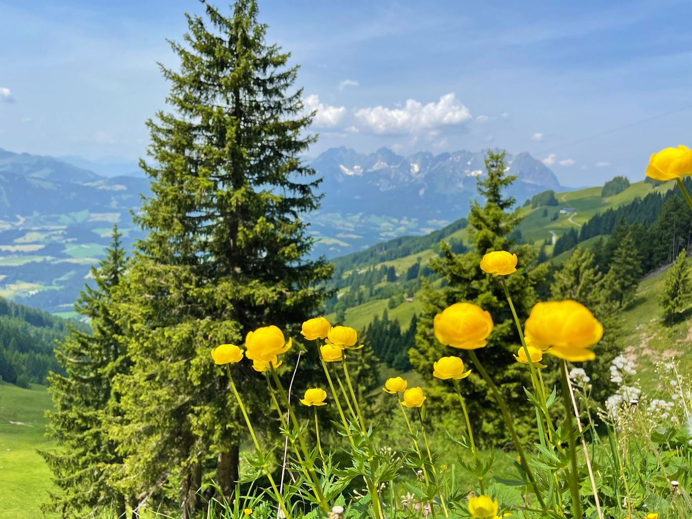 A cluster of bright yellow globe flowers in Kitzbühel Alps of Tyrol, Austria, - supplied by Eurohike