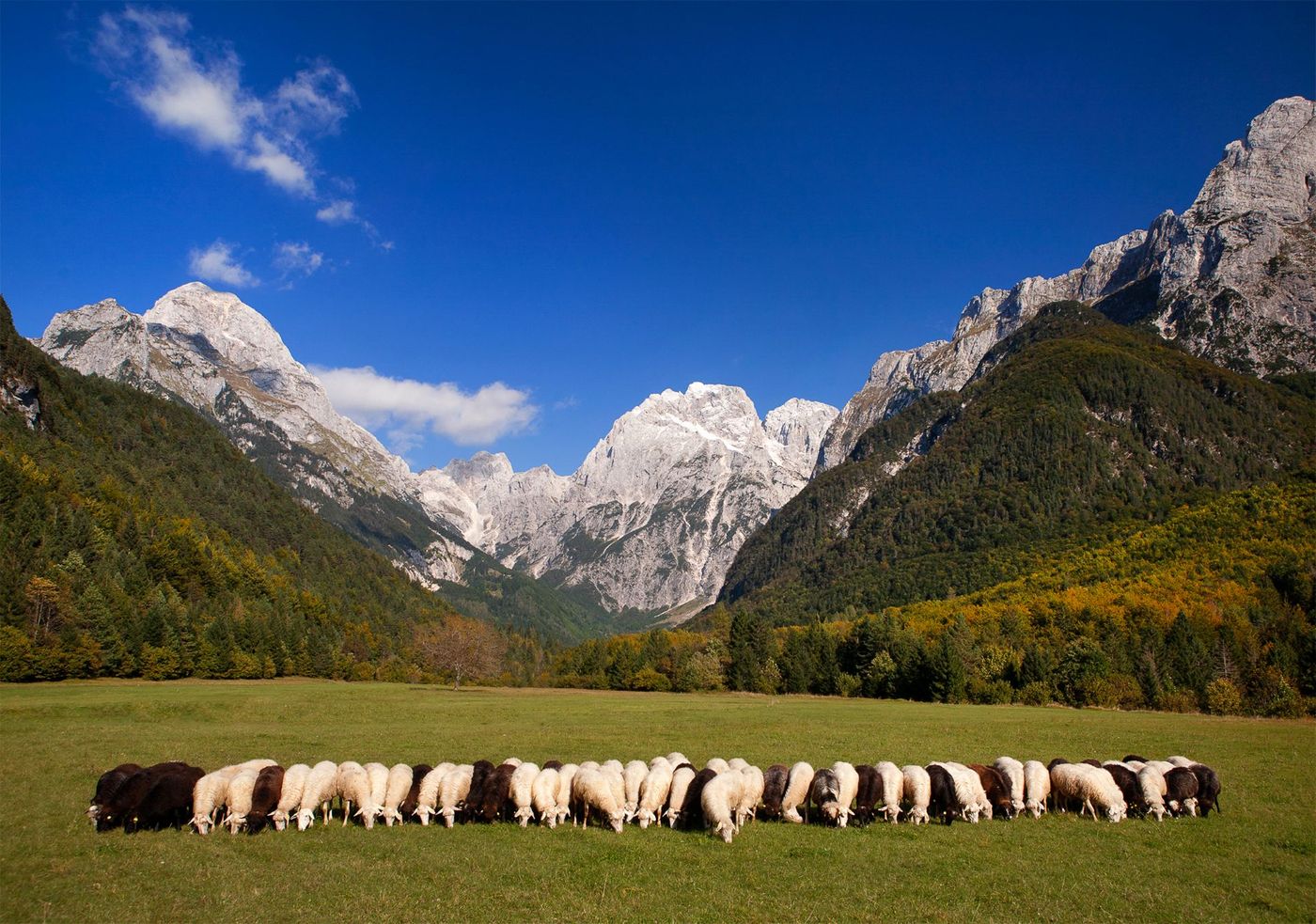 A flock of sheep Log pod Mangrtom-Dan Briski - supplied by Juliana Travels