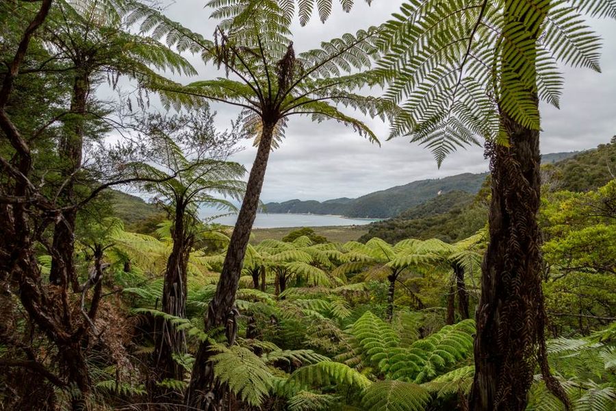 Tasmanian walkers