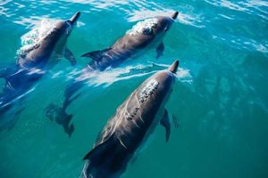 Dolphins swimming Abel Tasman