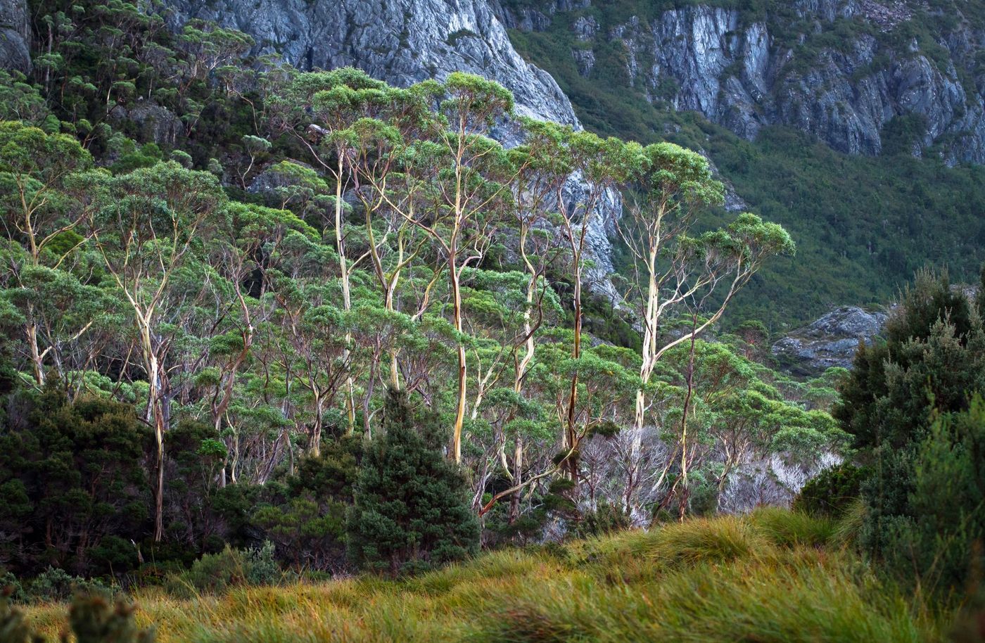 Alpine-Gums-on-a-Rocky-Slope-in-Cradle-Moutain