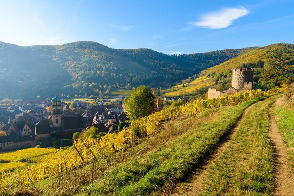 alking trail through golden autumn vineyards past a medieval castle tower above an Alsace village, France
