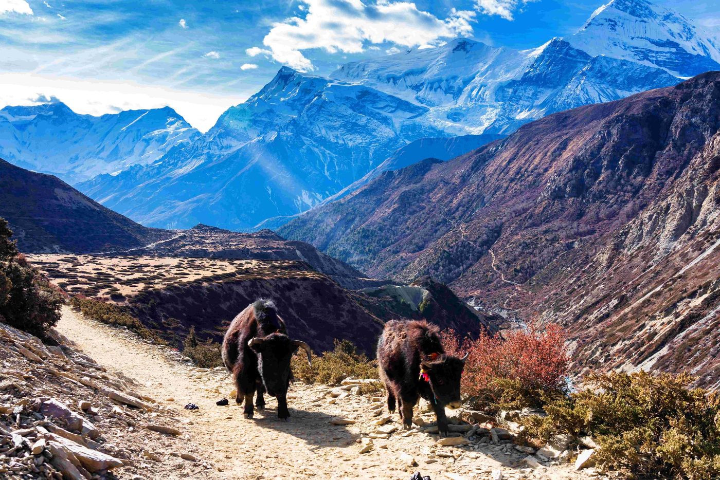 Annapurnas circuit track yaks
