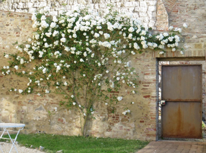 Arnoflo bnb garden