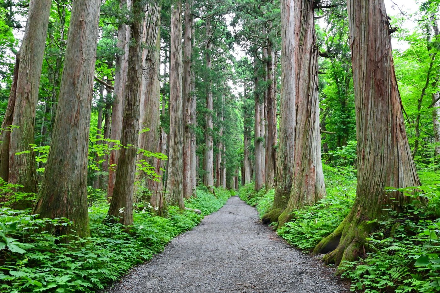 Avenue of Giant Cedar Trees at Togakushi Shrine During Summer in Nagano Prefecture