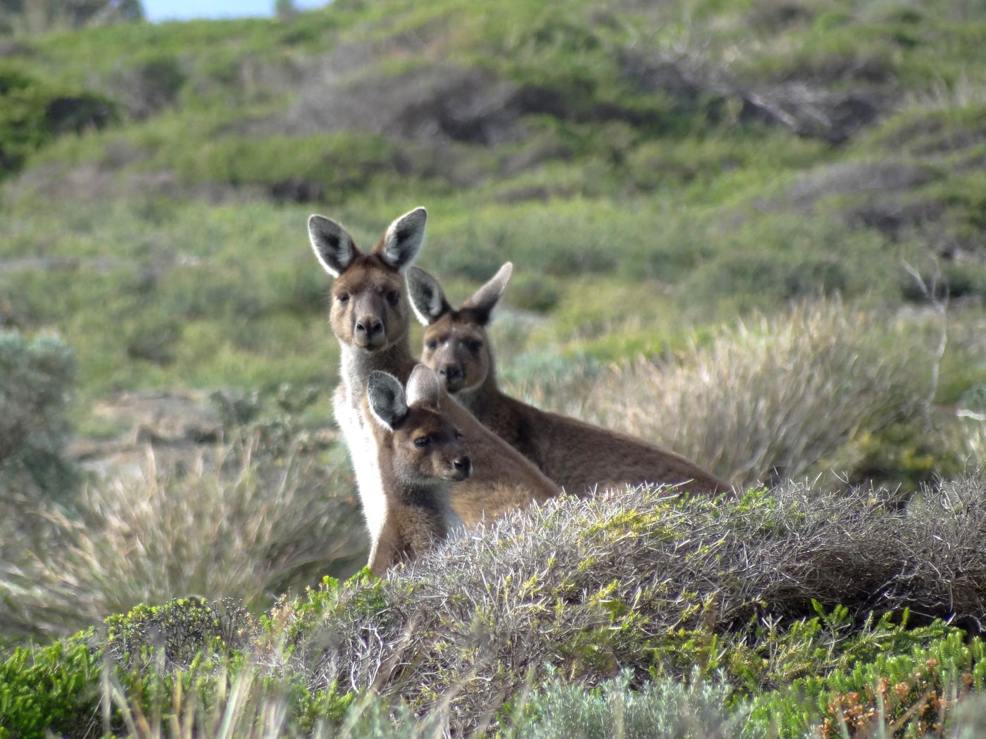 cape to cape Homann kangaroos