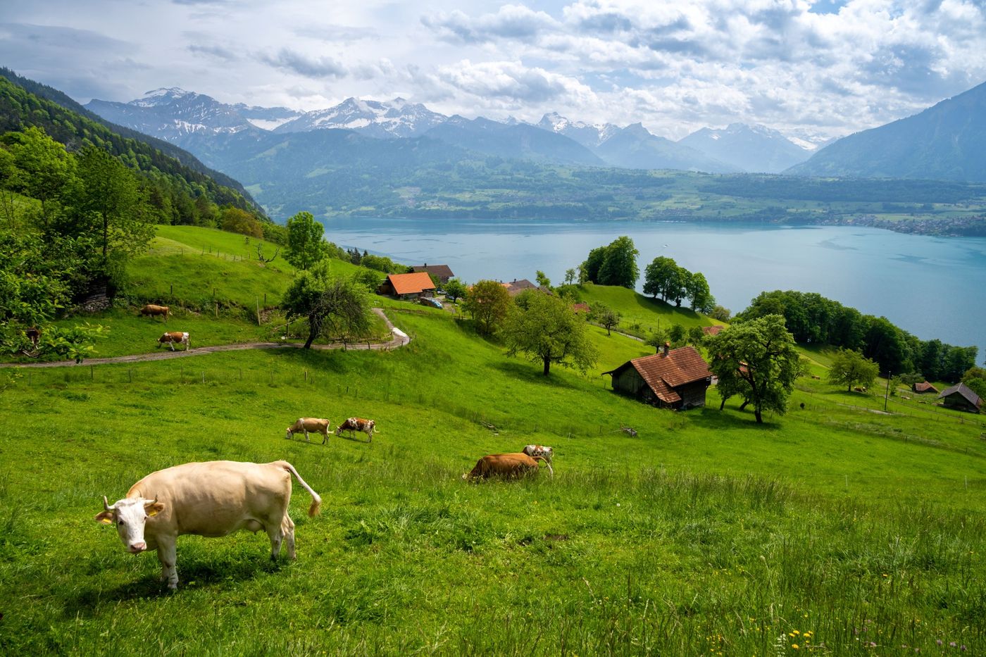 Cows grazing on a lush, rolling green hillside overlooking Lake Thun and Bernese Alps