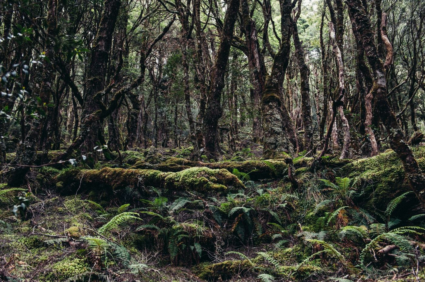 Cradle-Mountain-Ancient-Mossy-Forest-Floor