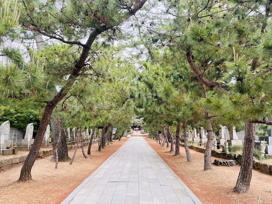 D5 WALK T80-T81-T82 - Temples 2 Shikoku