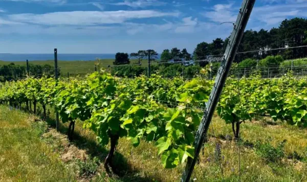 Denmark Winery small