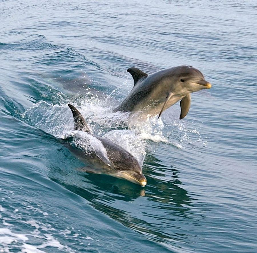 Dolphins Mornington Peninsula