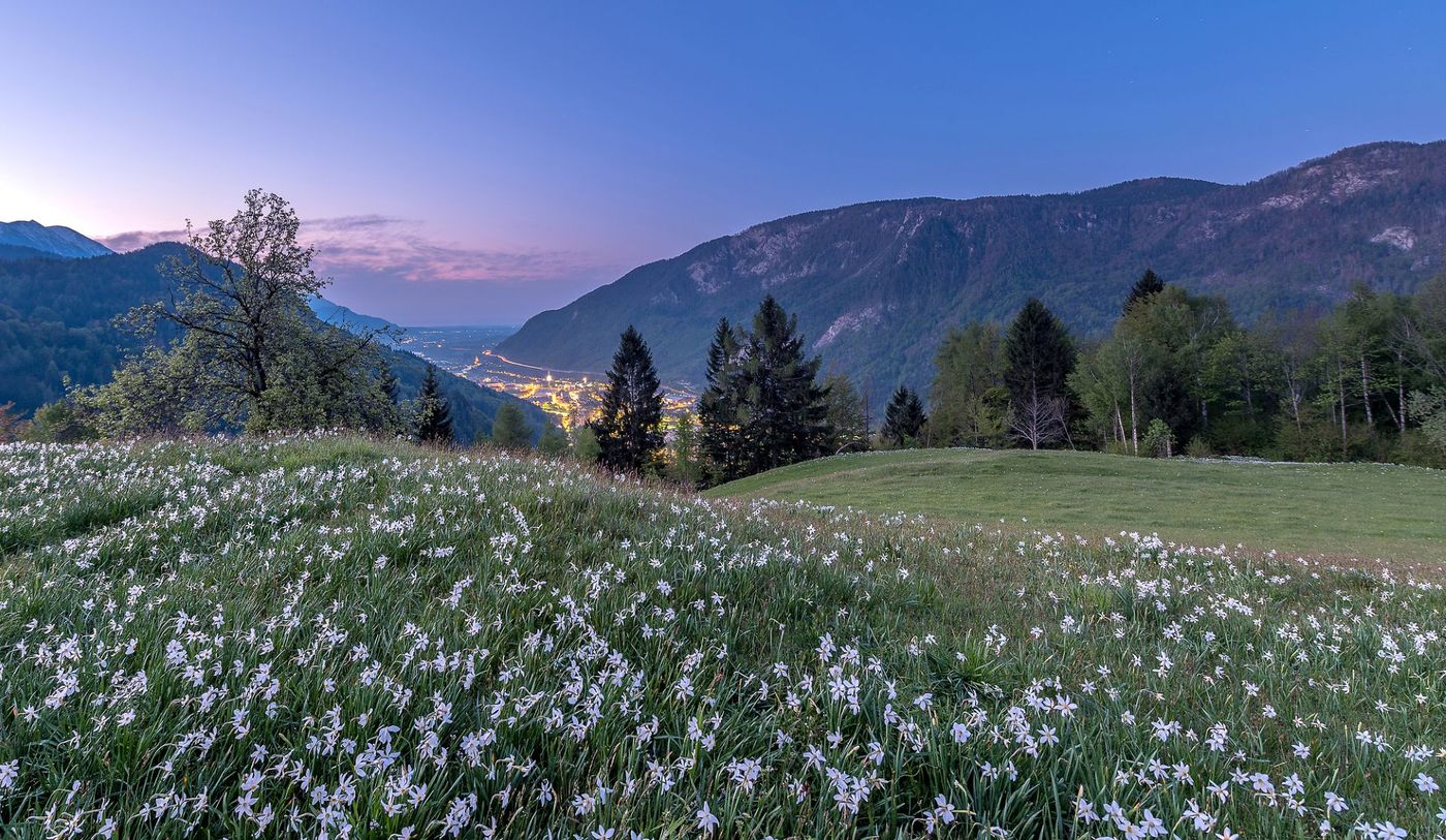 Evening Narcissus Fields, Jesenice - supplied by Juliana Travels