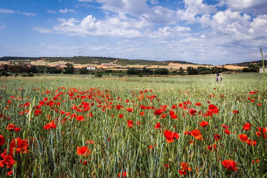 Field of Posies red Camino sm