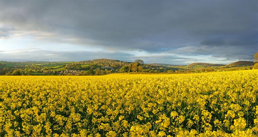 Field-of-oil-seed-rape-on-the-Cotswold-Way