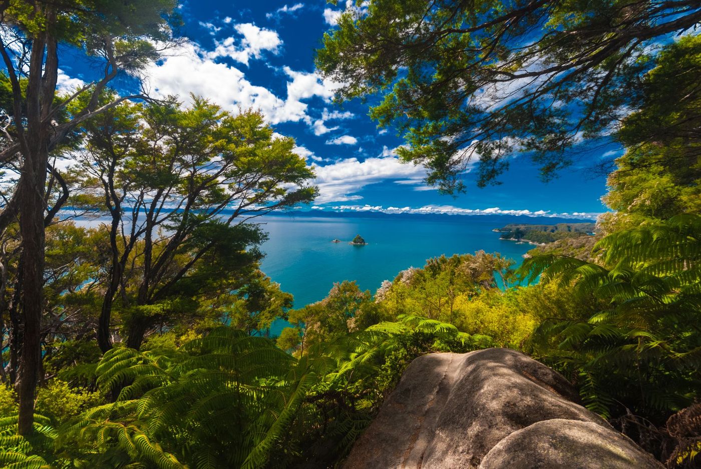 Forest-Canopy-Overlooking-Coastal-Vista-in-Abel-Tasman