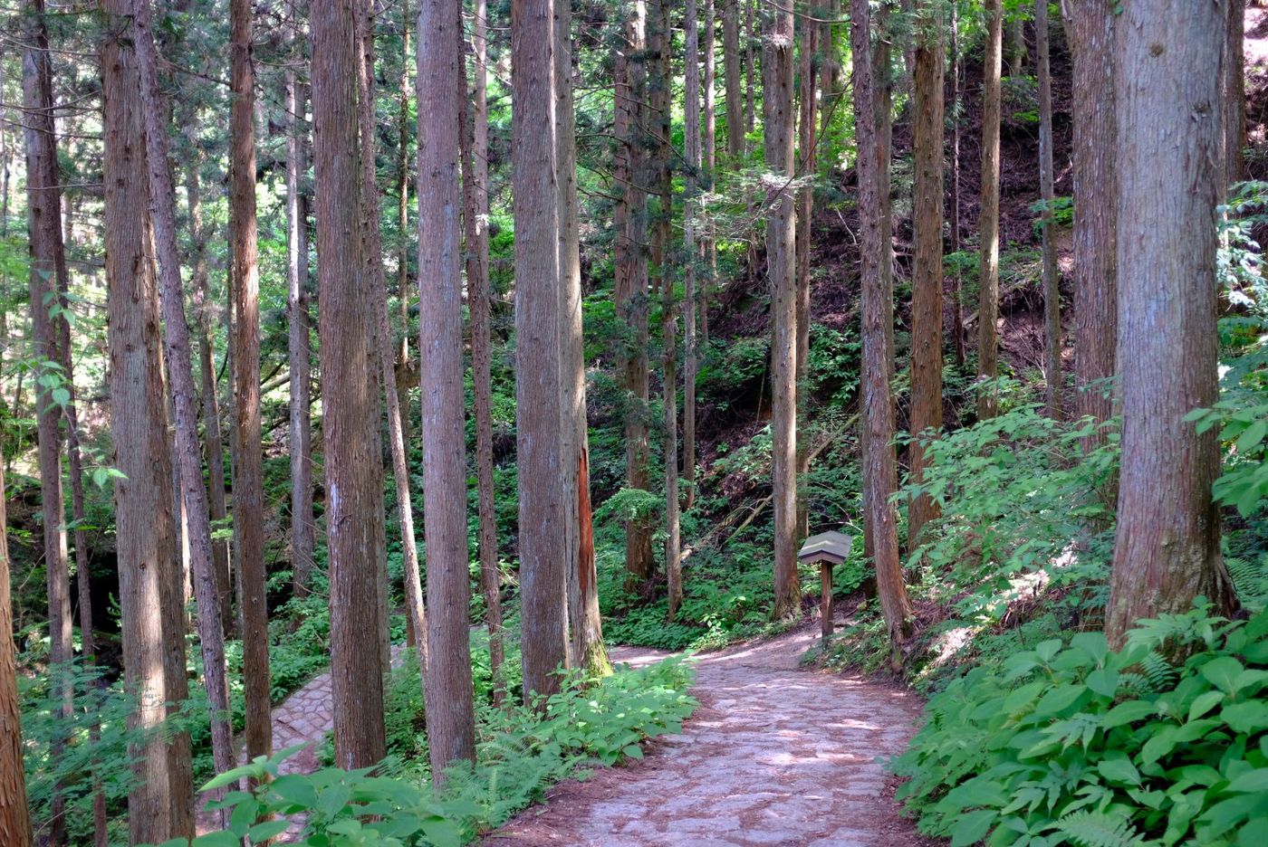Forest-Path-Through-Tall Trees-on-the-Nakasendo-Trail