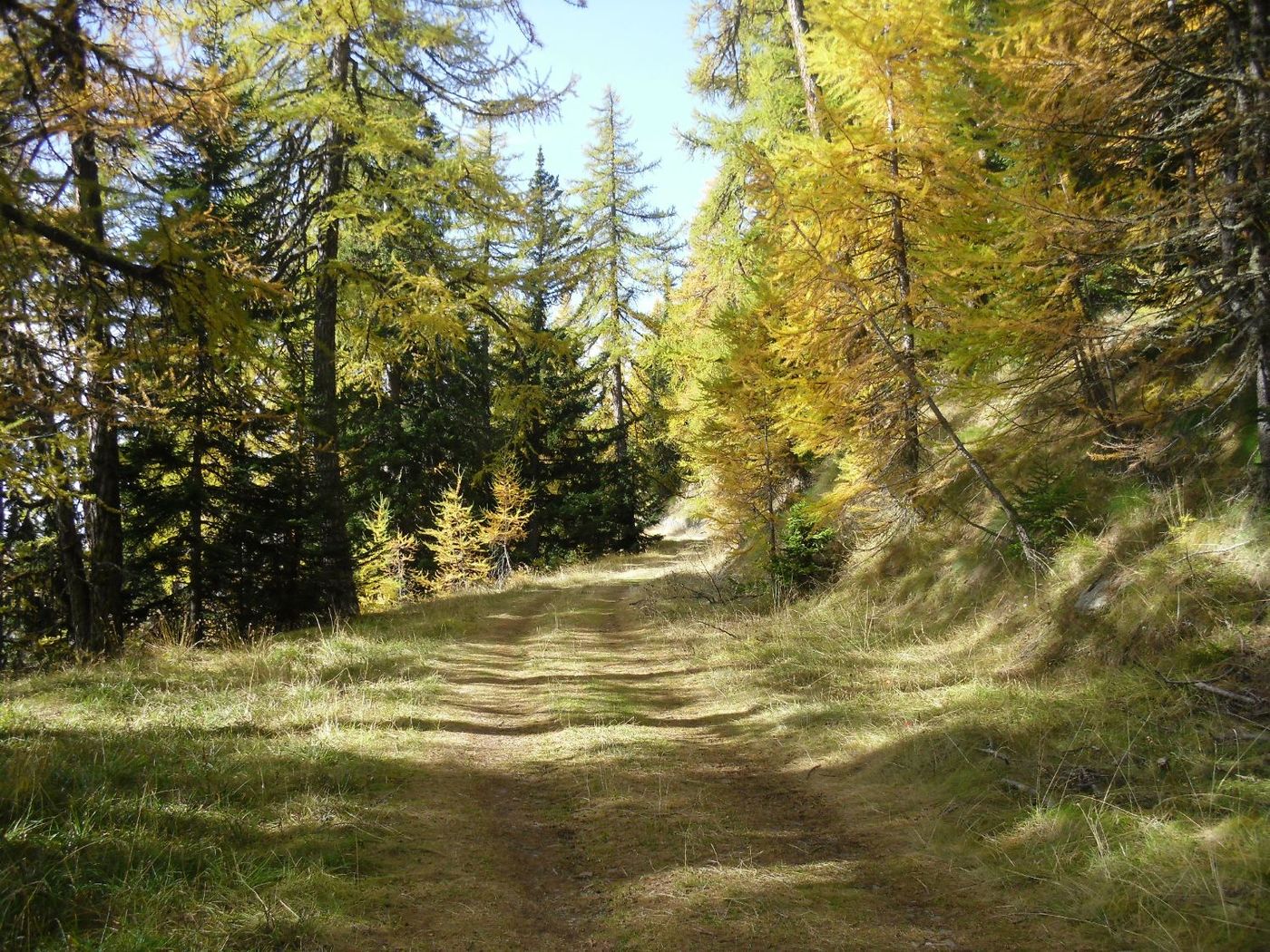 Forest Path to Bourg St. Pierre