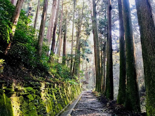 Forest Shikoku Pilgrimage trail