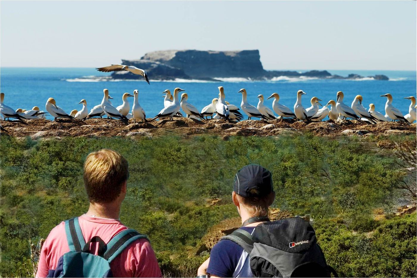 Gannets at Pt Danger from Friends of GSWW