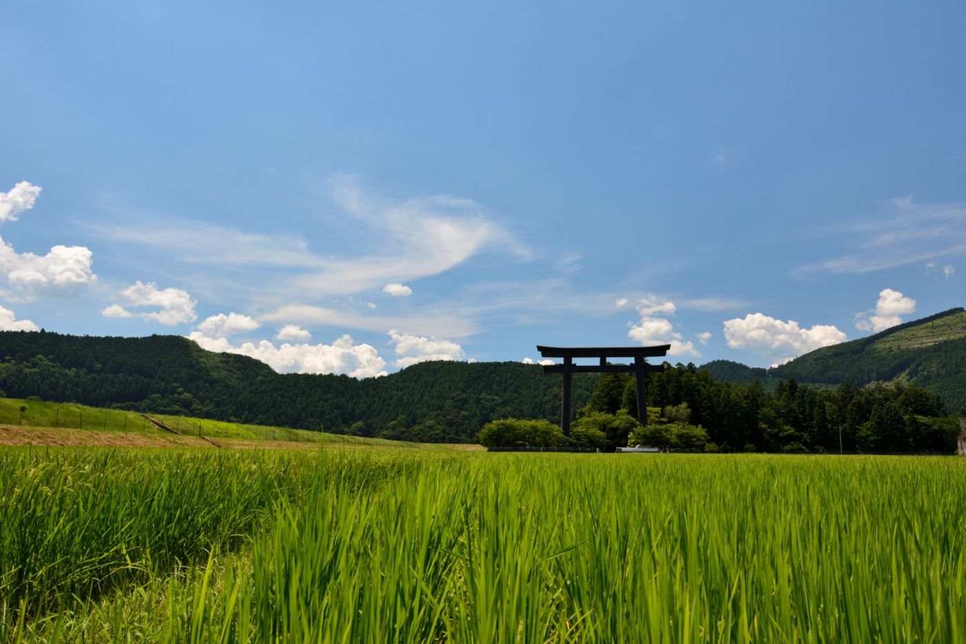 Giant-Otorii-Gate-Rising-Above-Kumano's-Rice-Fields