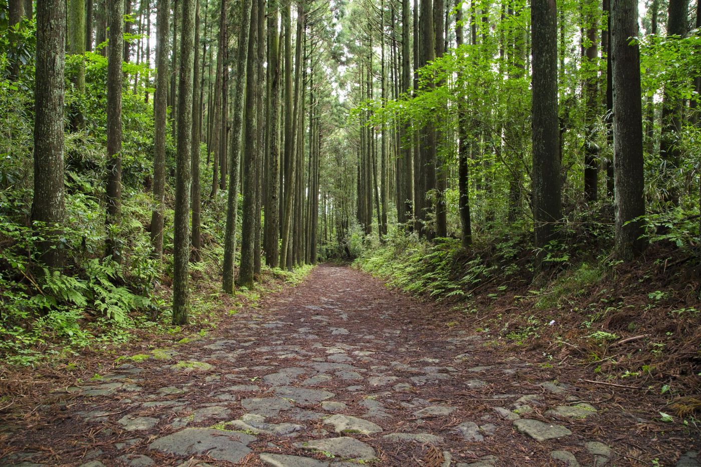 Hakone Old Tokaido Road from Shutterstock