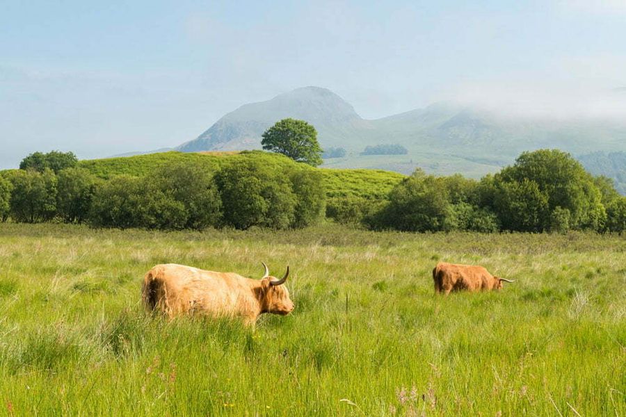 Highland cows