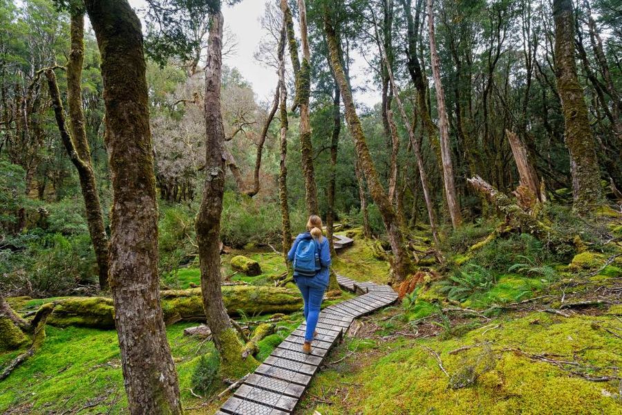 Hiker-in-the-Cradle-mountain-forest