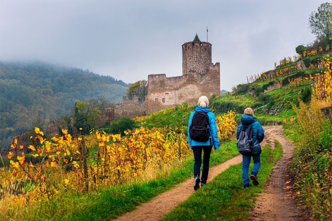 Hikers between the vineyards to the ruin of Kaysersberg castle