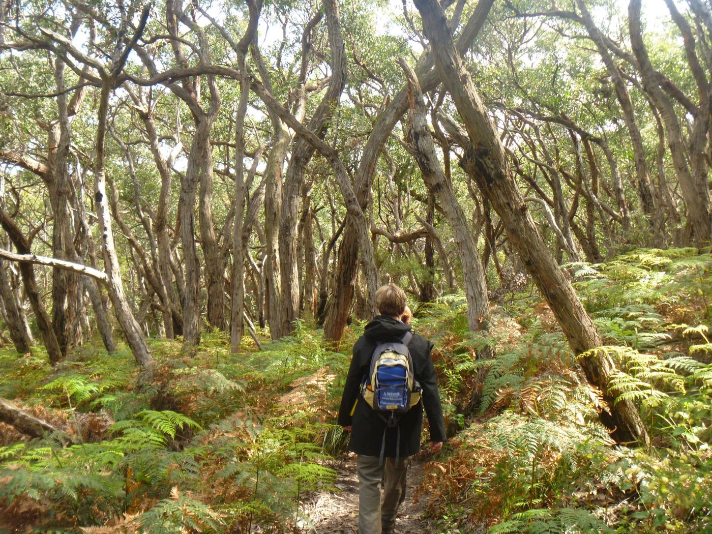 Hiking-Through-an-Enchanted-Forest