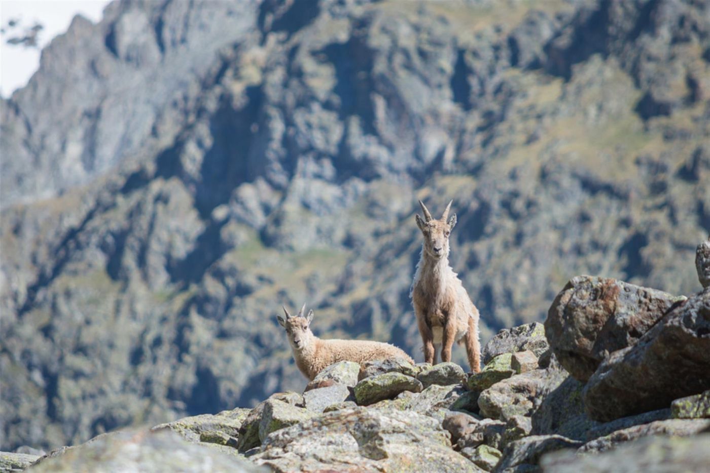Ibex on the Tour du Mont Blanc