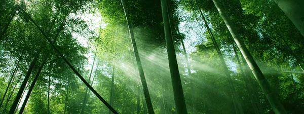 Japanese Forest Bathing