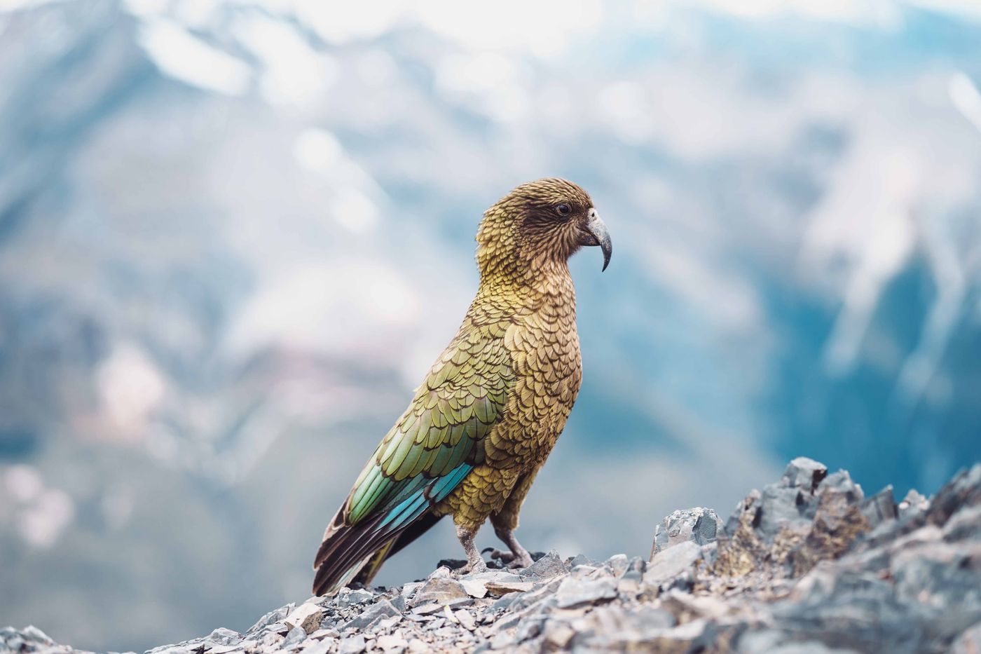 Kea