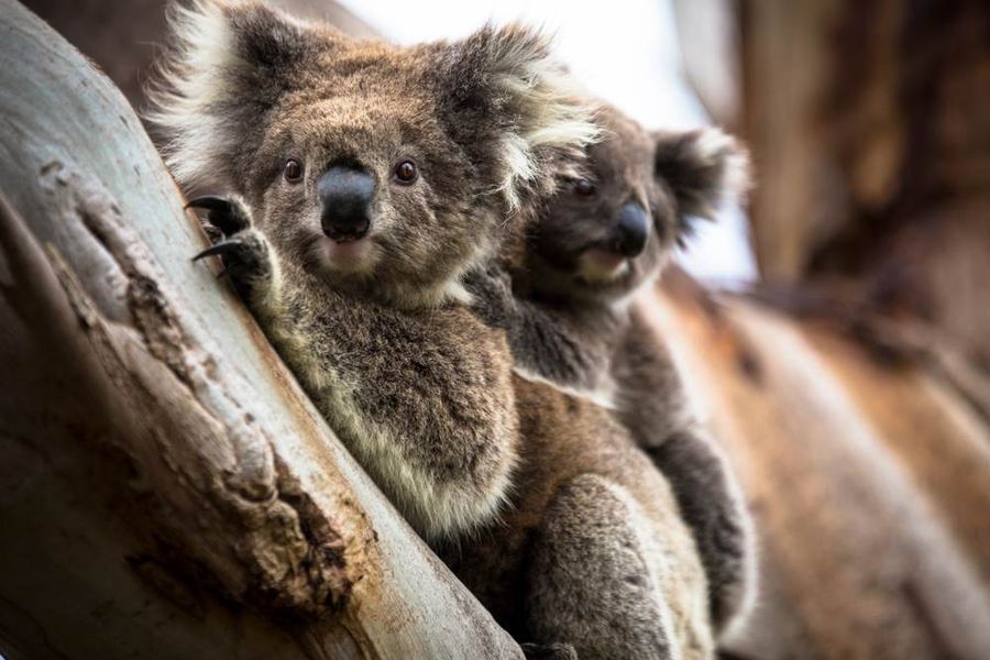 Koalas along the Great Ocean Walk
