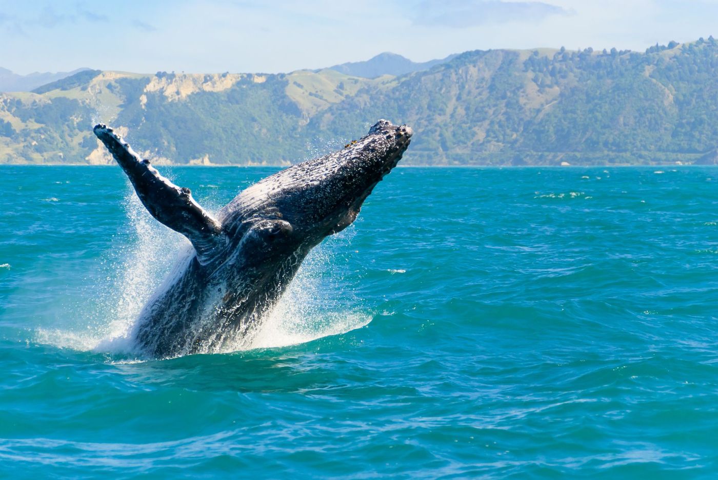 Majestic-Humpback-Whale-Breaching