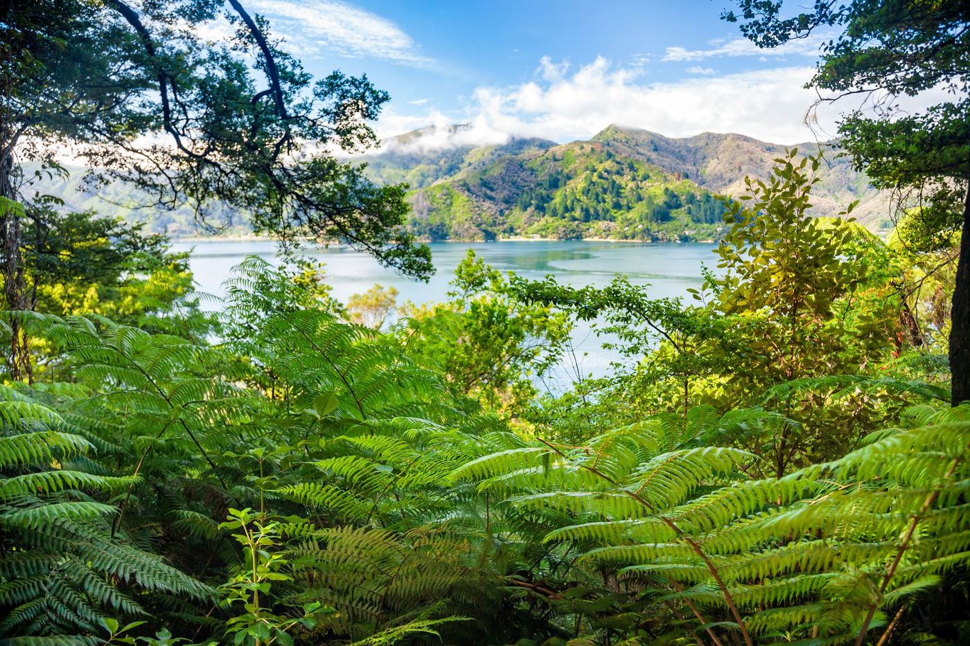 Marlborough-Sounds-as-viewed-from-the-Queen-Charlotte-Track
