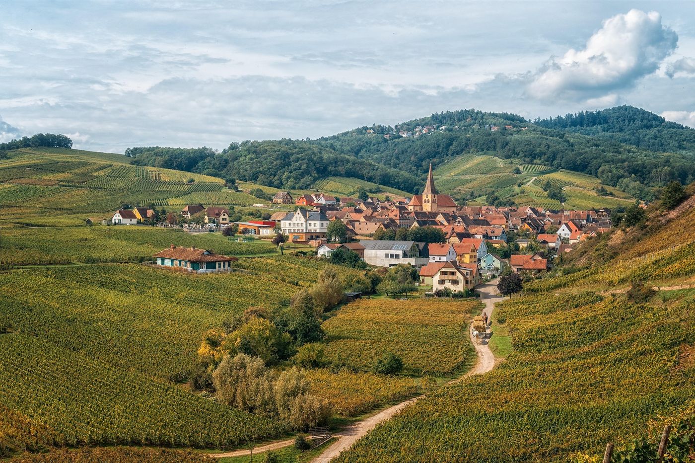 Mountain view with the vineyard in Alsace