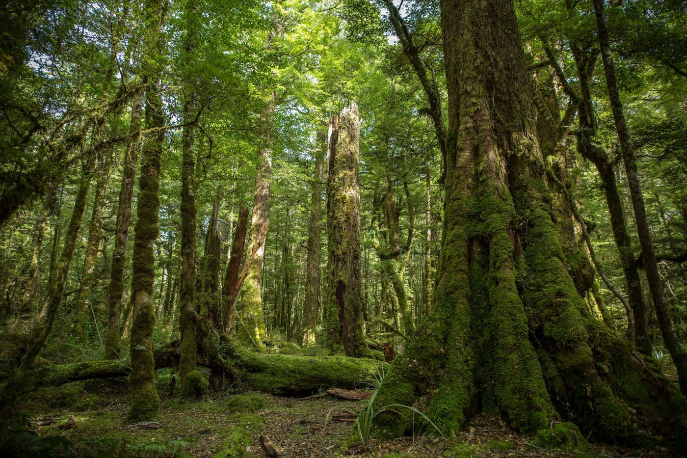 Native-Mossy-Forest-North-Island-New-Zealand