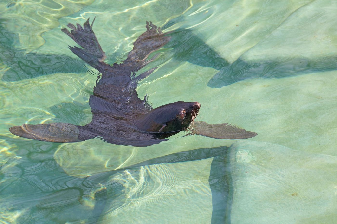 New-Zealand-Fur-Seal-Swimming