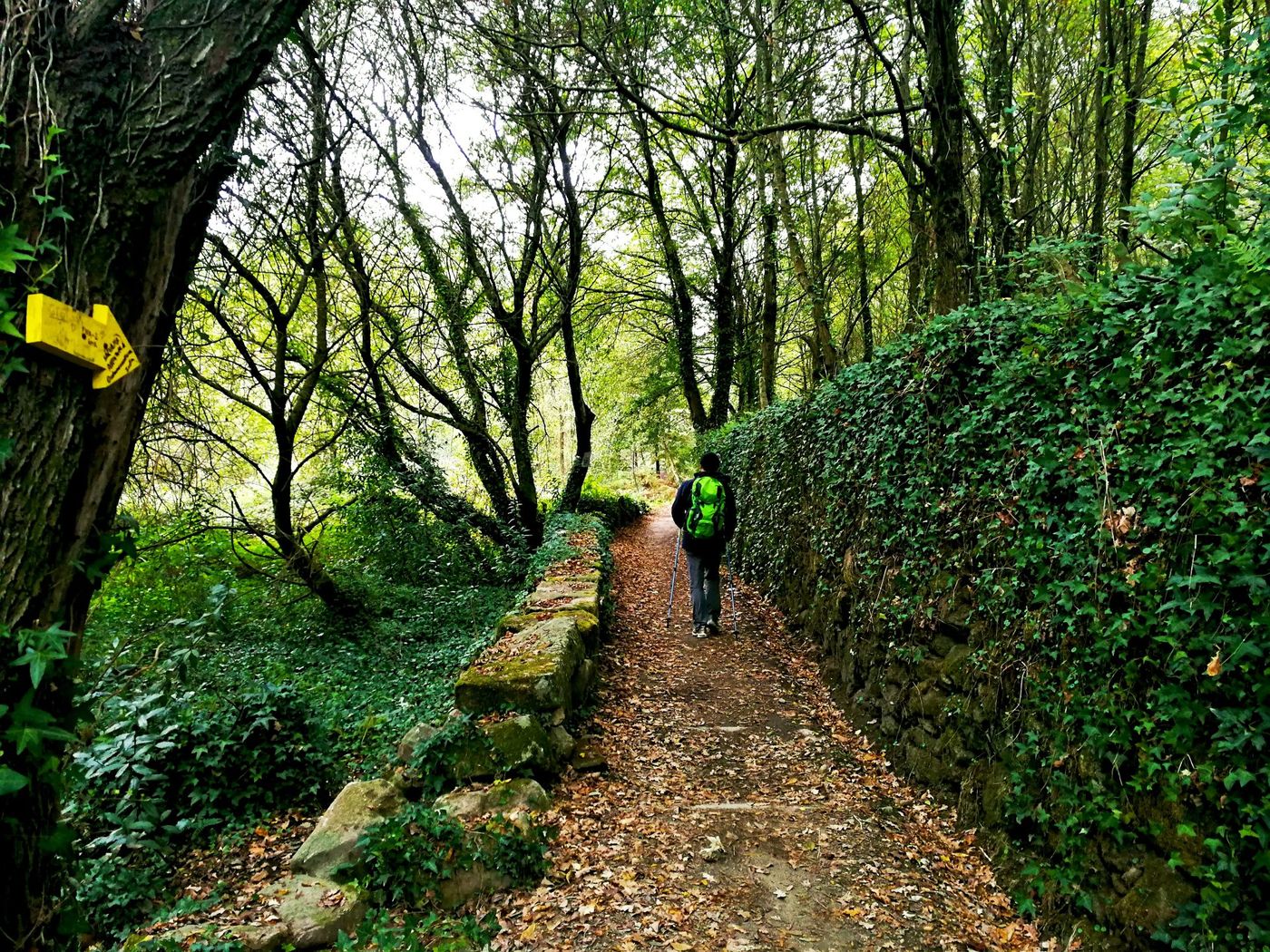 Path-Through-the-Green-Woods-Camino