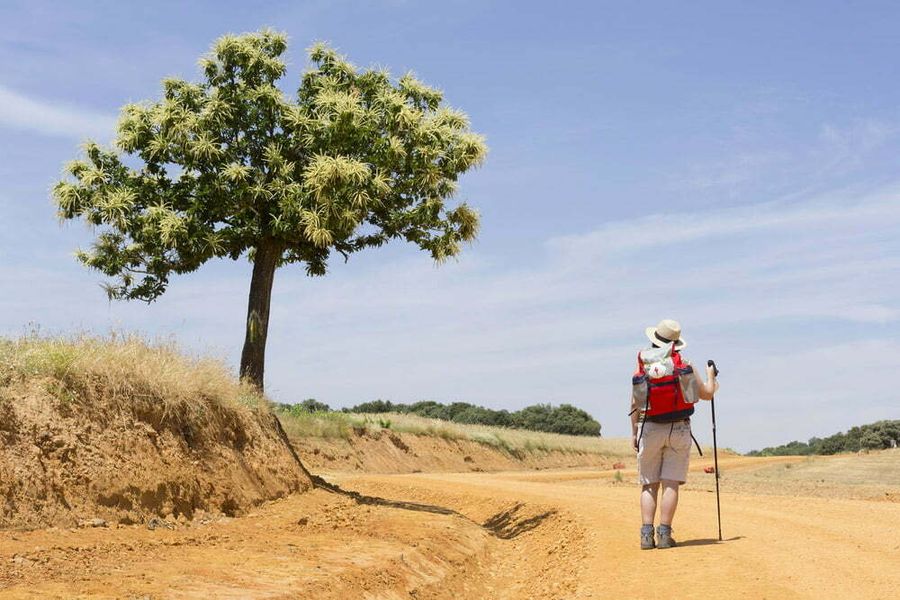 Camino pilgrim