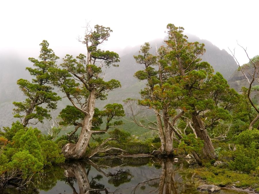 Ancient,Pencil,Pines,Beside,Pool,Near,Cradle,Mountain,,Tasmania,,Australia