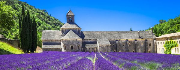 PROVENCE LAVENDER