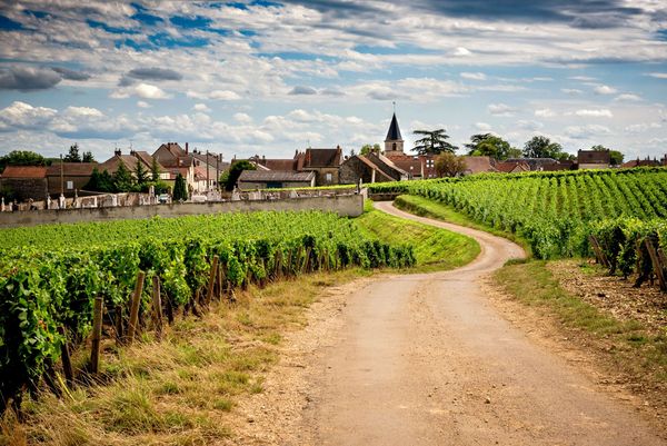 Road surrounded by vineyards to Vosne-Romanee