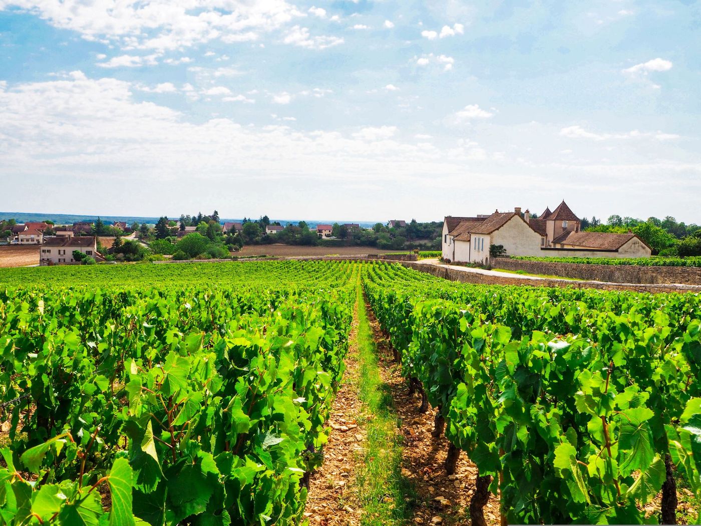 Rully near Pommard, Meursault and Volnay famous vineyards in Cote de Beaune, Burgundy France