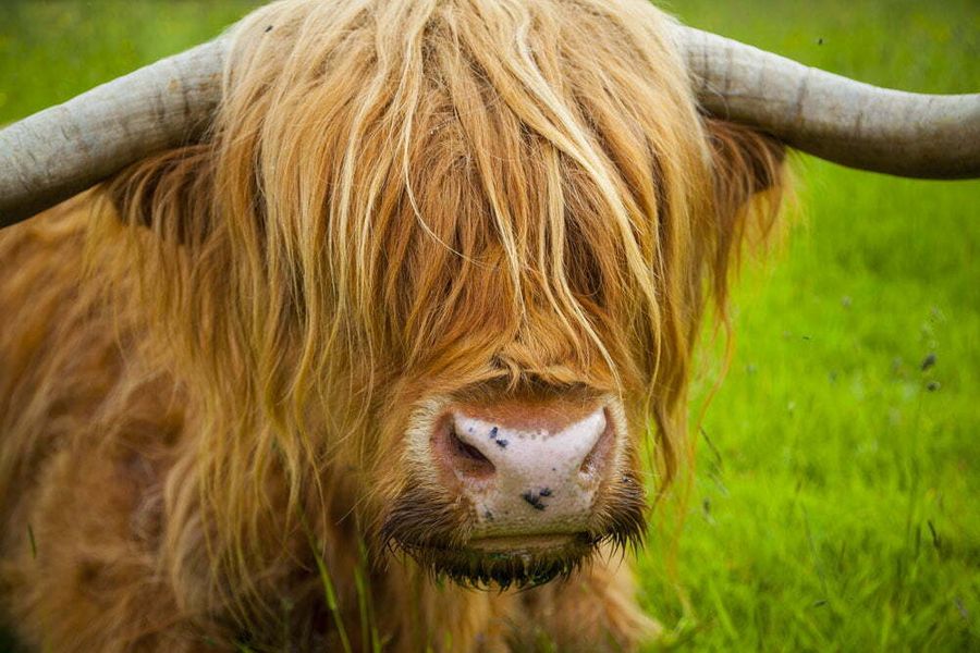 Scottish Highland cattle near Fort William