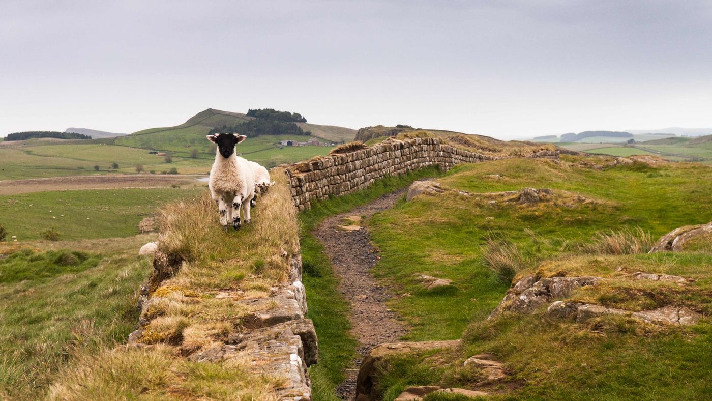 Sheep on Hadrians Wall