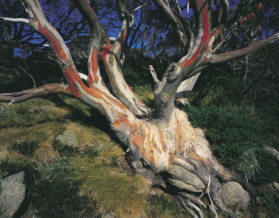 Snowgum in the Snowy Mountains