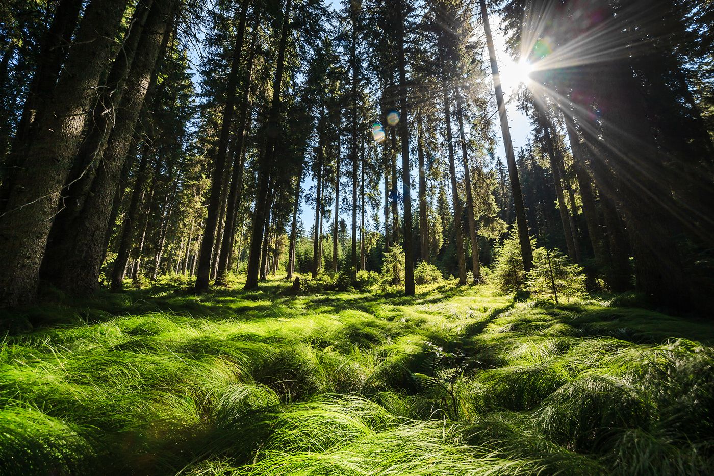 Sunbeams in the Ancient Forest in Pokljuka_Plateau - supplied by Juliana Travels
