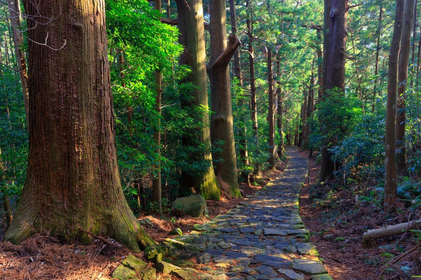 Sunlit-Path-Through-the-Kumano-Kod?-Forest